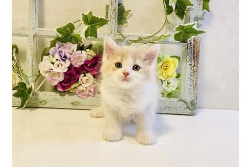 成約済の大阪府のラガマフィン-25033の3枚目