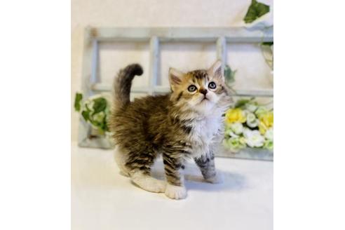 成約済の大阪府のラガマフィン-25034の2枚目