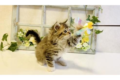 成約済の大阪府のラガマフィン-25034の3枚目