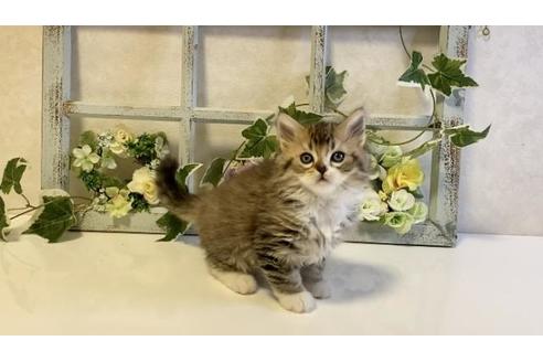 成約済の大阪府のラガマフィン-25034の4枚目