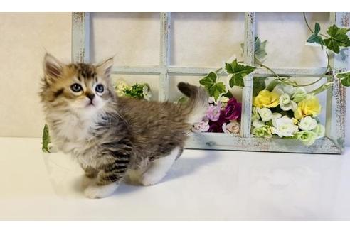 成約済の大阪府のラガマフィン-25034の5枚目