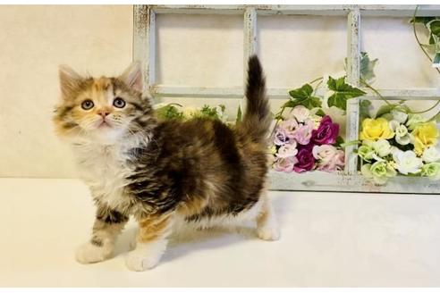 成約済の大阪府のラガマフィン-25035の2枚目