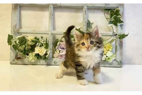 成約済の大阪府のラガマフィン-25035の4枚目