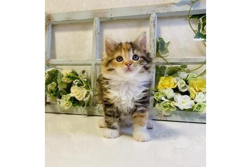 成約済の大阪府のラガマフィン-25035の5枚目