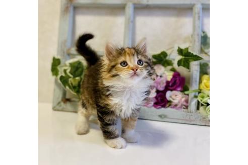 成約済の大阪府のラガマフィン-25035の6枚目