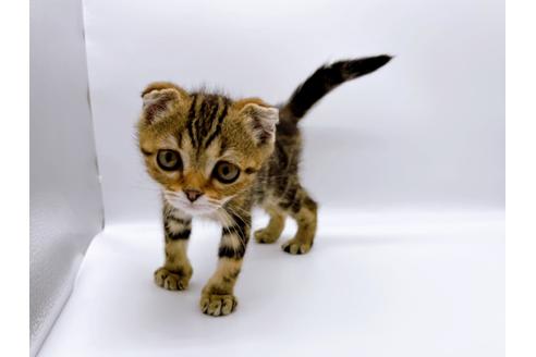 成約済の東京都のスコティッシュフォールド-23330の5枚目