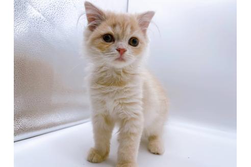 成約済の東京都のスコティッシュフォールド-23330の1枚目