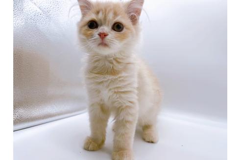 成約済の東京都のスコティッシュフォールド-23330の9枚目