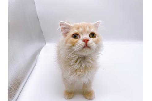 成約済の東京都のスコティッシュフォールド-23330の6枚目