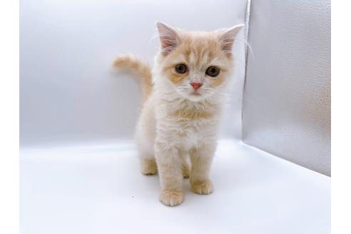 成約済の東京都のスコティッシュフォールド-23330の8枚目