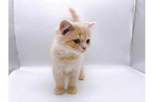 成約済の東京都のスコティッシュフォールド-23330の7枚目