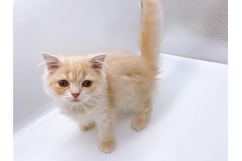 成約済の東京都のスコティッシュフォールド-23330の3枚目