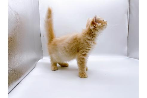 成約済の東京都のスコティッシュフォールド-23330の4枚目