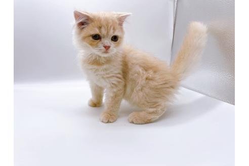 成約済の東京都のスコティッシュフォールド-23330の2枚目