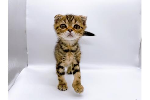 成約済の東京都のスコティッシュフォールド-23331の10枚目