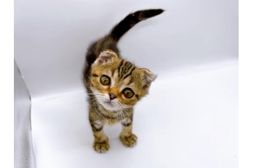 成約済の東京都のスコティッシュフォールド-23331の1枚目