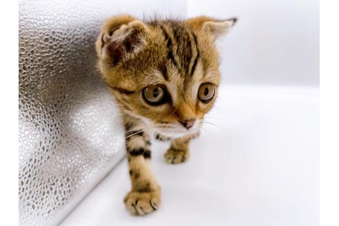 成約済の東京都のスコティッシュフォールド-23331の9枚目