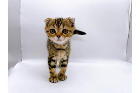 成約済の東京都のスコティッシュフォールド-23331の8枚目