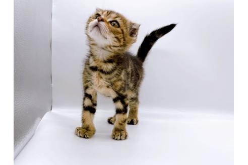 成約済の東京都のスコティッシュフォールド-23331の7枚目