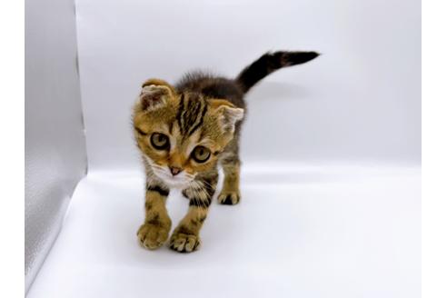 成約済の東京都のスコティッシュフォールド-23331の3枚目