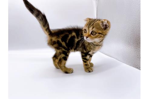 成約済の東京都のスコティッシュフォールド-23331の5枚目