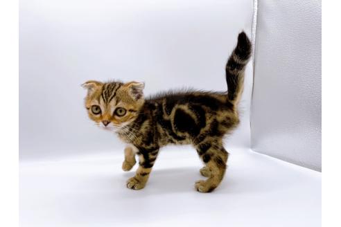 成約済の東京都のスコティッシュフォールド-23331の2枚目