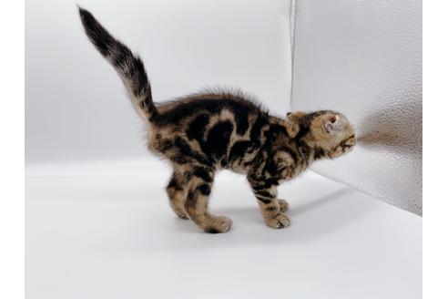 成約済の東京都のスコティッシュフォールド-23331の4枚目