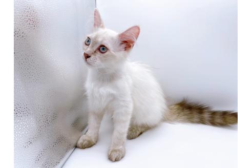 成約済の東京都のサイベリアン-23049の8枚目