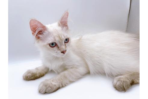 成約済の東京都のサイベリアン-23049