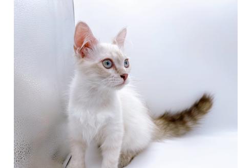 成約済の東京都のサイベリアン-23049の7枚目