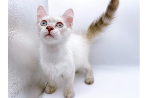 成約済の東京都のサイベリアン-23049の6枚目