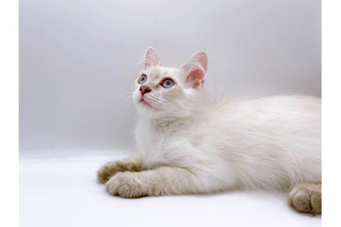 成約済の東京都のサイベリアン-23049の4枚目