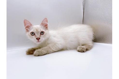 成約済の東京都のサイベリアン-23049の3枚目