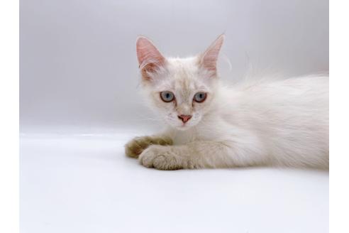 成約済の東京都のサイベリアン-23049の2枚目