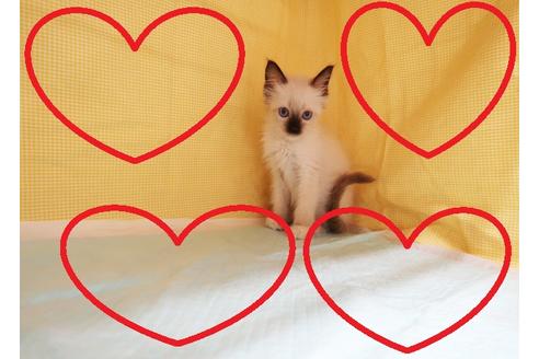 成約済の東京都のラグドール-25134の1枚目