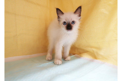 成約済の東京都のラグドール-25134の2枚目