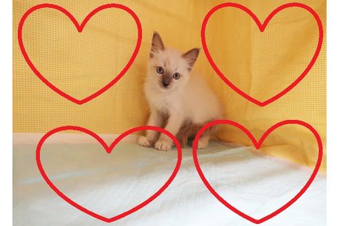 成約済の東京都のラグドール-25135の1枚目