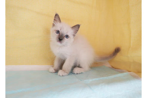 成約済の東京都のラグドール-25135の2枚目