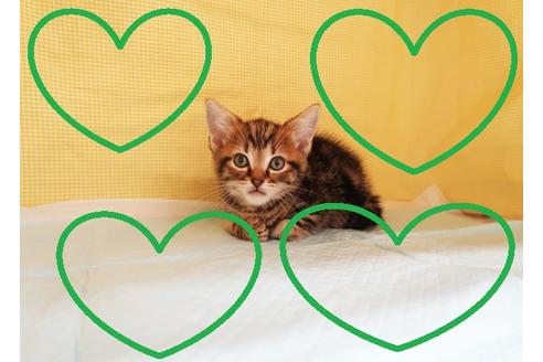 成約済の東京都のアメリカンショートヘア-25138