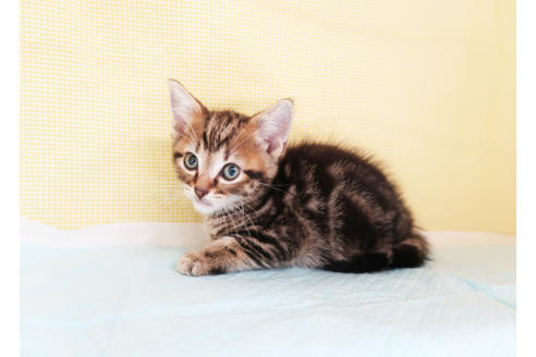 成約済の東京都のアメリカンショートヘア-25138の2枚目