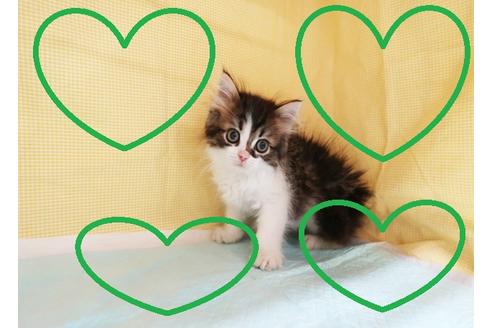 成約済の東京都のミヌエット-25139