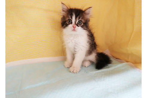 成約済の東京都のミヌエット-25139の2枚目