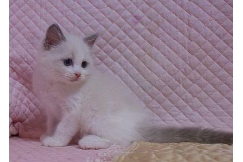 成約済の静岡県のラグドール-25152の3枚目