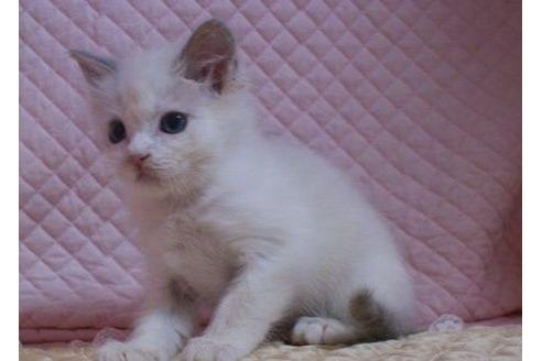 成約済の静岡県のラグドール-25154の2枚目