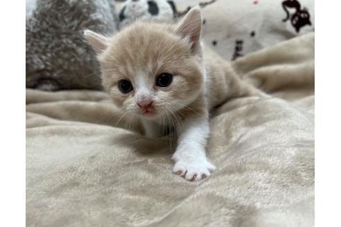 成約済の埼玉県のスコティッシュフォールド-25168の22枚目