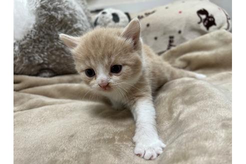 成約済の埼玉県のスコティッシュフォールド-25168の20枚目