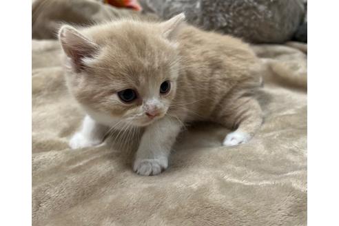 成約済の埼玉県のスコティッシュフォールド-25168の18枚目