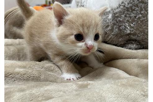 成約済の埼玉県のスコティッシュフォールド-25169の33枚目