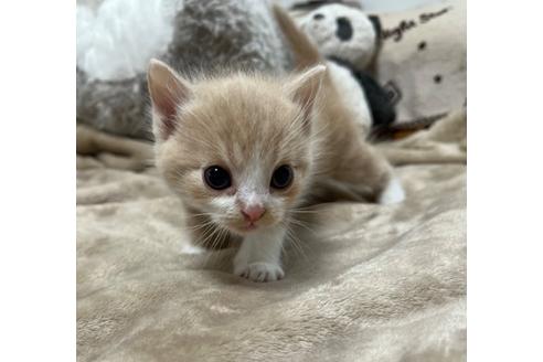 成約済の埼玉県のスコティッシュフォールド-25169の32枚目