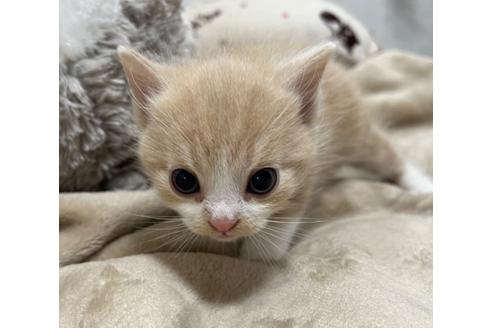成約済の埼玉県のスコティッシュフォールド-25169の31枚目